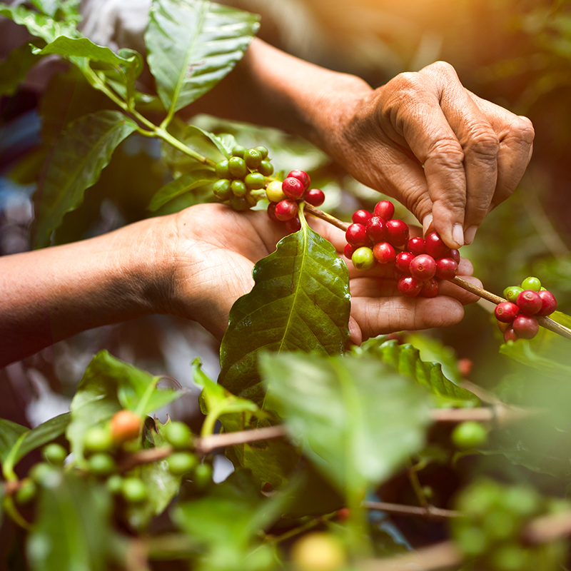 Café orgânico o que ele tem de diferente? Blog Gran Coffee