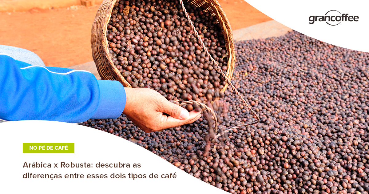 Arábica X Robusta: Descubra As Diferenças Entre Esses Dois Tipos De ...